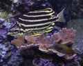 Striped Fish - Horizontal Royalty Free Stock Photo